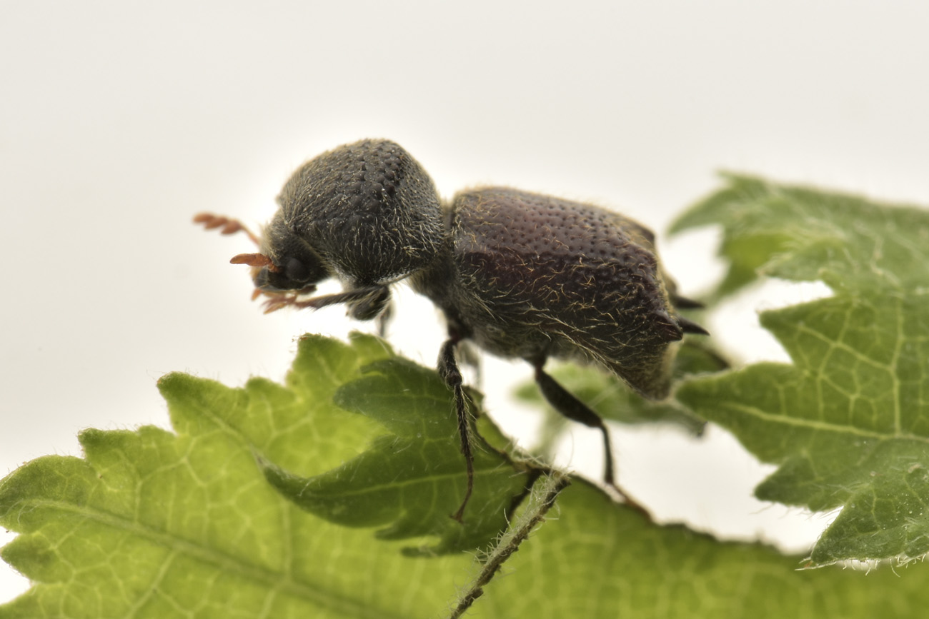 Bostrichidae: Sinoxylon sexdentatum